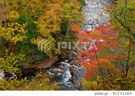 信州奥志賀林道雑魚川の黄葉鮮やか 91231164
