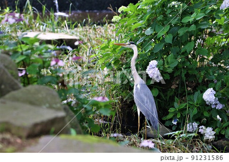 2021日本で一番幸せな町に選ばれた埼玉県鳩山町農村公園の紫陽花と緑も綺麗な清流に舞い降りたアオサギ 2021日本で一番幸せな町に選ばれた埼玉県鳩山町農村公園の紫陽花と緑も綺麗な清流に舞い降りたアオサギ 91231586
