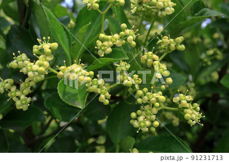 マサキの花 91231713