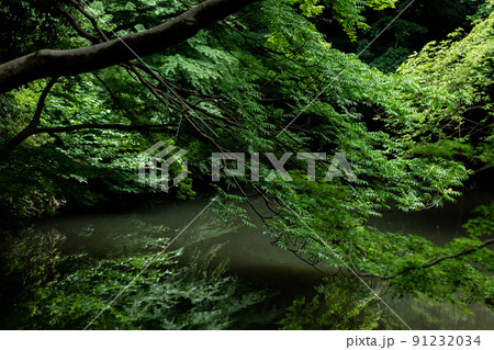 雨の日の日本庭園 6月 六義園 雨の日の日本庭園 6月 六義園 91232034