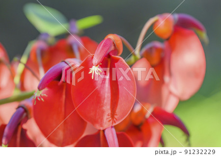 アメリカデイゴの花 アメリカデイゴの花 91232229