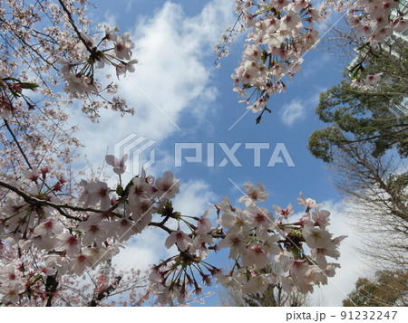 桜の花（ソメイヨシノ） 91232247