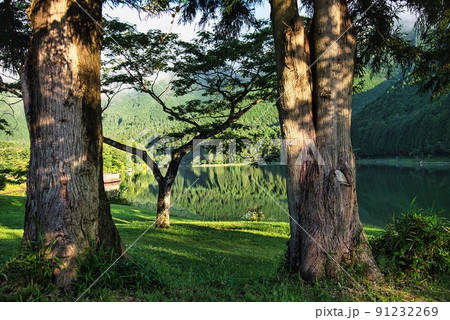 富士山休暇村富士田貫湖木の間から湖面 91232269