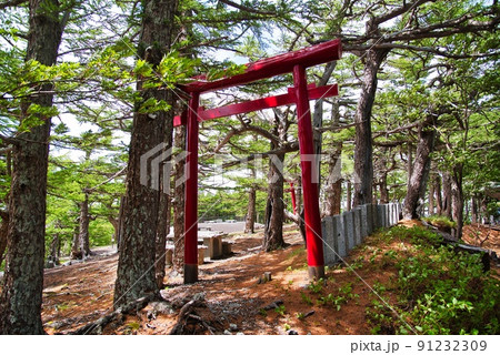 小御嶽神社（初夏　晴天　富士山　五合目　朱色の鳥居） 91232309