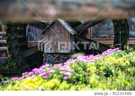 富士山忍野八海小さな紫の花からの水車 91232400