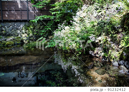 富士山忍野八海池に写り込む小さな花と水中の様子 91232412