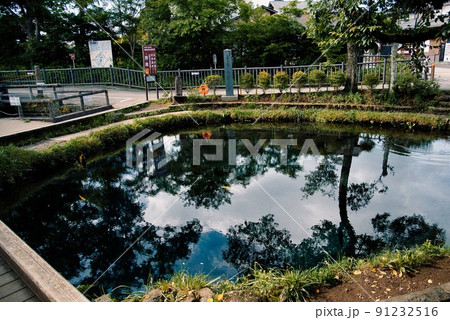 忍野八海（初夏　晴天　富士山　池面　映り込み） 91232516