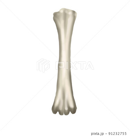 watercolor realistic bone. animal bone 91232755