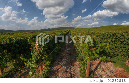 Vineyards. View of grapevines against day sky 91232818