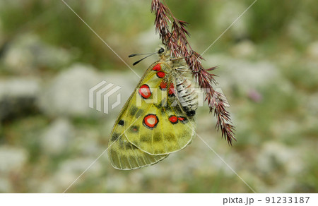 Apollo mountain Parnassius apollo butterfly resting on stem plant grass flower, butterflies, endangered species wildlife insect detail close-up, wings white red, meadows steppe, wings white red golden Apollo mountain Parnassius apollo butterfly resting on stem plant grass flower, butterflies, endangered species wildlife insect detail close-up, wings white red, meadows steppe, wings white red golden 91233187