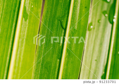 Beautiful transparent rain dew water drops on fresh leaf. Abstract macro real photo cute wallpaper. Nature vertical lines. Extremely close vein texture cell structure. Bright green yellow background 91233701