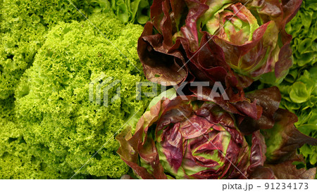 Lettuce green curly Lollo Bionda Rossa food leaf leaves red butterhead Verona harvest crate box harvesting fresh market vegetables cut Lactuca sativa bio farmer farming farm garden plant greenhouse Lettuce green curly Lollo Bionda Rossa food leaf leaves red butterhead Verona harvest crate box harvesting fresh market vegetables cut Lactuca sativa bio farmer farming farm garden plant greenhouse 91234173