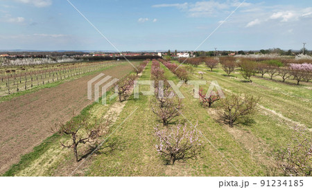 Orchard peach blooming trees bloomed Prunus persica spring garden drone aerial above farm bio organic farming nectarine orchard pink bloom wood, Sustainable development ecology agriculture Czech 91234185