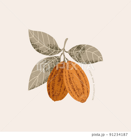 Chocolate cocoa beans botanical illustration. Colored textured cacao fruit with leaves. Chocolate cocoa beans botanical illustration. Colored textured cacao fruit with leaves. 91234187