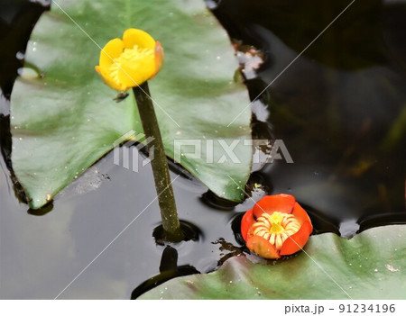 コウホネの花 91234196