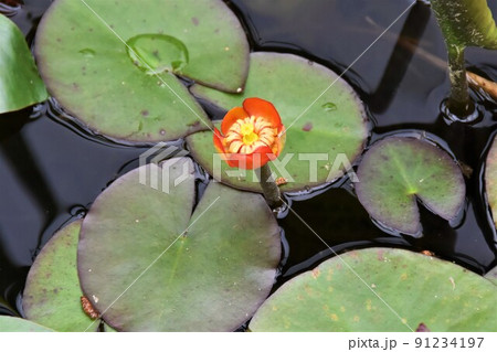 コウホネの花(ベニコウホネ) コウホネの花(ベニコウホネ) 91234197