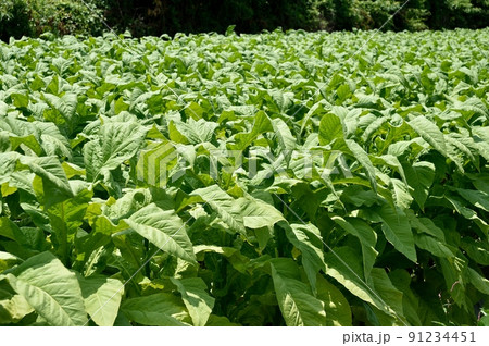 タバコの葉 タバコの葉 91234451