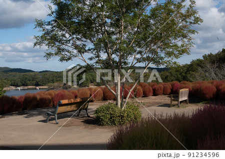 杵築市（山香町）　大分農業文化公園　コキアレッドフェスタ 91234596