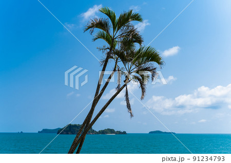Three palm trees 91234793