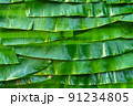 green banana leaves 91234805