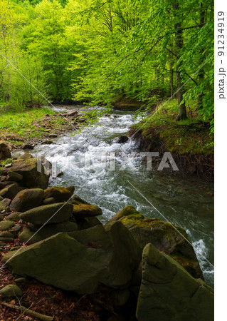 forest river in springtime. winding water flow along the rocky shore with tall beech trees. beautiful nature scenery forest river in springtime. winding water flow along the rocky shore with tall beech trees. beautiful nature scenery 91234919