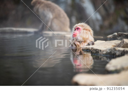 Japanese Snow monkey on hot spring Onsen in winter, Nagano 91235054
