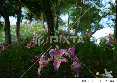 ゆりの楽園　＜可睡ゆりの園＞ 91235168