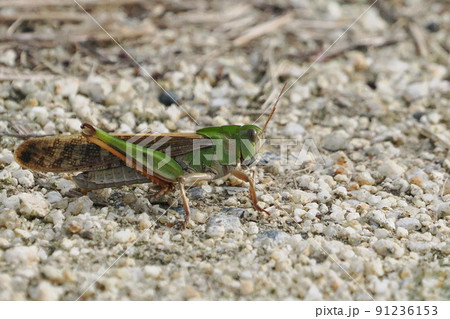 緑色のトノサマバッタ 91236153