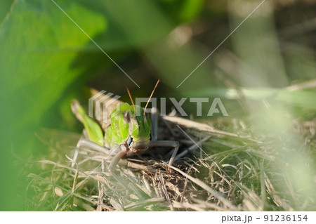 草陰のトノサマバッタ 91236154