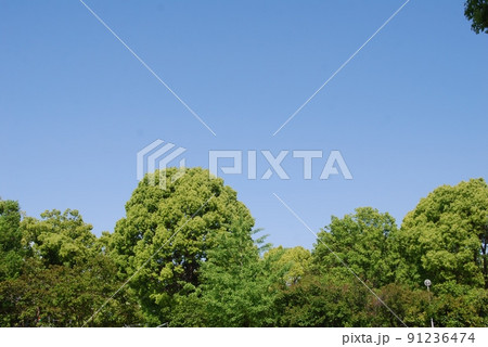 青空と新緑の風景 91236474