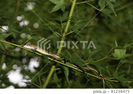 雨宿りするニホンカナヘビ 91236475