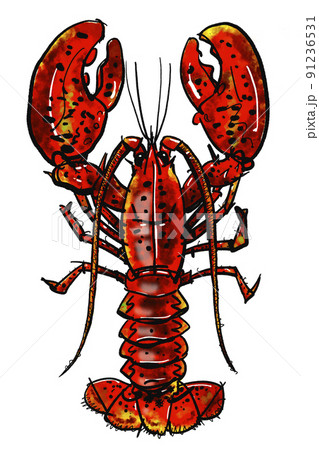 ロブスター オマール海老 の手書きイラスト 筆書き墨絵風 のイラスト素材