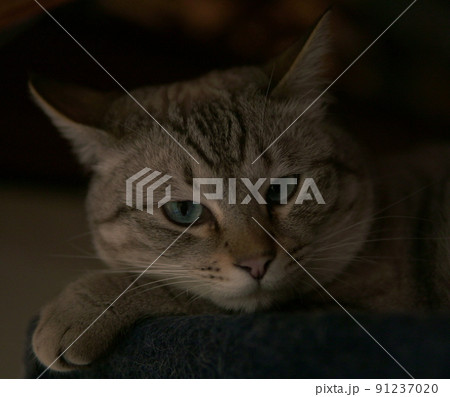 我が家の主猫 我が家の主猫 91237020