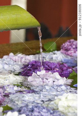 涼しげな紫陽花 91238006