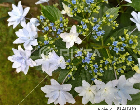 ガクアジサイ「墨田の花火」 91238368