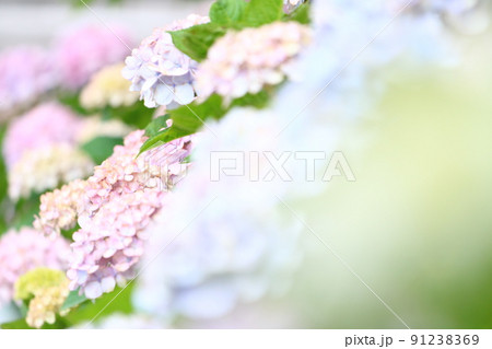 6月・梅雨の風物詩・紫陽花（アジサイ）1 91238369