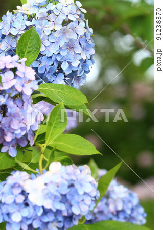 6月・梅雨の風物詩・紫陽花（アジサイ）2 91238370