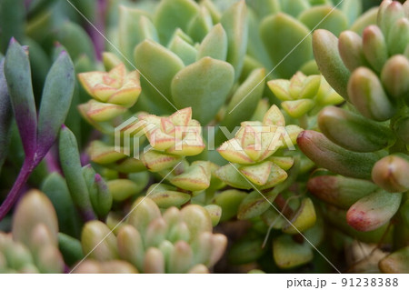 多肉植物 91238388