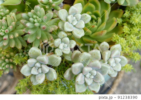 多肉植物 91238390