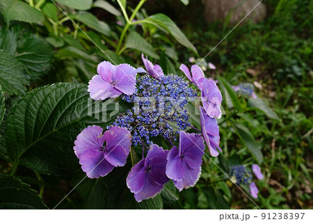 （花の風景）額アジサイ一輪（背景明瞭） 91238397