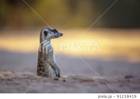 Meerkat in Kgalagadi transfrontier park, South Africa Meerkat in Kgalagadi transfrontier park, South Africa 91238419
