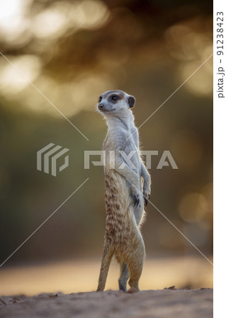 Meerkat in Kgalagadi transfrontier park, South Africa 91238423
