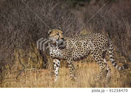 Cheetah in Kgalagadi transfrontier park, South Africa Cheetah in Kgalagadi transfrontier park, South Africa 91238470