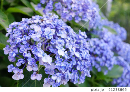 (花の風景)アジサイ一輪 寄り(背景に群れ) (花の風景)アジサイ一輪 寄り(背景に群れ) 91238666