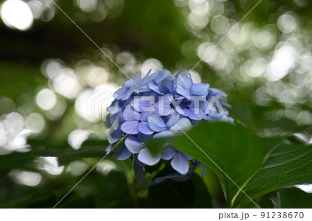(花の風景)アジサイ一輪 寄り(背景玉ボケ) (花の風景)アジサイ一輪 寄り(背景玉ボケ) 91238670