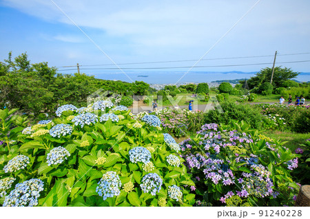 蒲郡市　アジサイが満開の三ヶ根山スカイライン展望台　 91240228