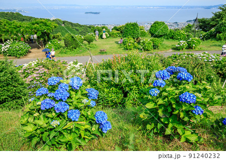 蒲郡市 アジサイが満開の三ヶ根山スカイライン展望台 蒲郡市 アジサイが満開の三ヶ根山スカイライン展望台 91240232