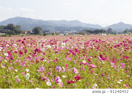 益子町のコスモス畑 益子町のコスモス畑 91240452