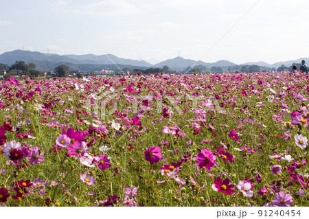 益子町のコスモス畑 益子町のコスモス畑 91240454