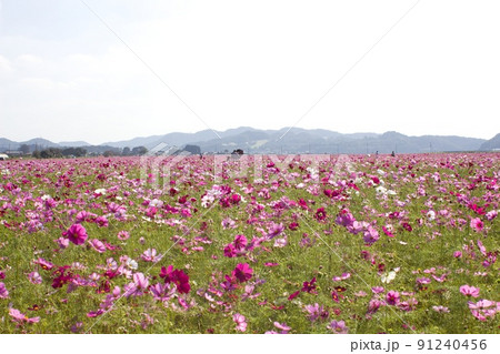 益子町のコスモス畑 91240456